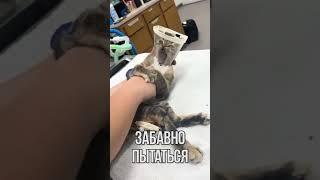 КОТИК И ВОРОТНИК СМЕХ И МИЛОТА