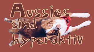 Ein Australian Shepherd braucht ständig Beschäftigung! // Rasseportrait // hundplusherz