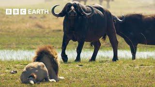 Lion Cubs vs Buffalo Herd: One NARROW Escape | BBC Earth