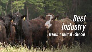 Beef Industry l Careers in Animal Sciences