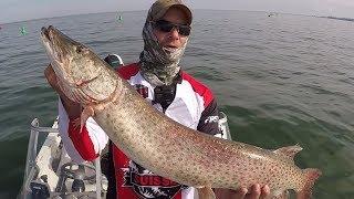 Arcasting's First Musky - 39" from Lake St. Clair