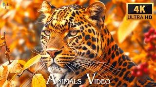 Ultra HD Animal 4K Video