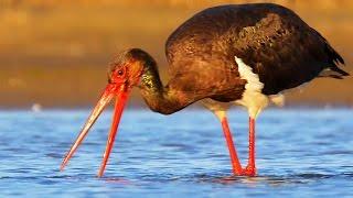 Black Stork birds fishing