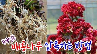 배롱나무 삽목방법, 배롱나무키우기 [목백일홍] - How to cuttage Crape Myrtle