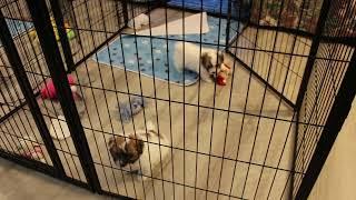 Coton de Tulear Puppies For Sale - Hannah 11/22/24