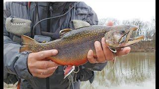 Chasing Stocked Trout In The Lake After River Water Has Been Blown Out!! Kumbo Mini Tube!!