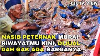 NASIB PETERNAK MURAI RIWAYATMU KINI, AKIBAT PERSAINGAN HARGA SAMA PEDAGANG