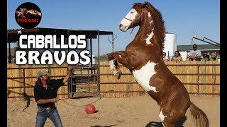 EL CABALLO MAS BRAVO DEL MUNDO – Los Caballos mas peligrosos del mundo