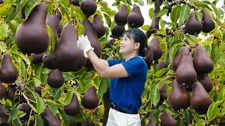 Farm Life | Harvesting Plum Pear - The fruit is itchy if you don't use gloves to harvest it