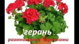 Герань в домашних условиях. Размножение черенками все просто и легко