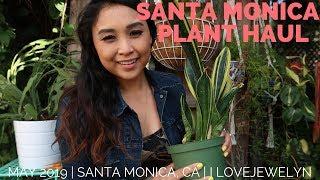 Santa Monica Collective Plant Haul | May 2019 | ILOVEJEWELYN