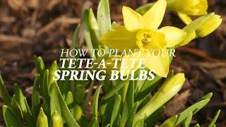 How to plant your Daffodil Tete-a-tete Spring Bulbs