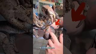 The Crab That Climbs Trees and Steals Everything.