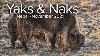 Nepal: Yaks and Naks of the Himalayas.