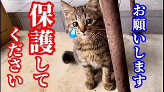 また可愛らしいキジトラの子猫が庭に来ています