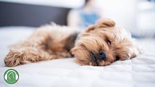 犬の好きな音楽犬の睡眠音楽、ストレス解消と分離不安音楽、安定性音楽