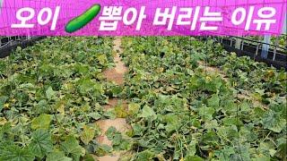 오이잘라버립니다#The day I cut and throw away cucumbers#농사유튜브