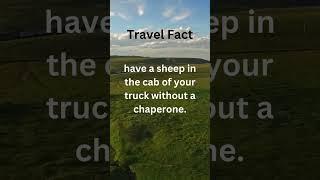 Those sheep will get you into trouble…