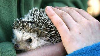 UK’s hedgehog population plummets 75 per cent