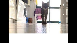 It took 3 months, but i was able to film my cat doing this. Nobody's seen a cat do this before