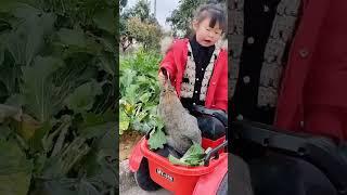 Rabbit, cute rabbits are coming, cute kids' funny daily life