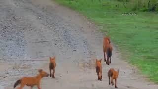 Wild dog taking puppys to safely after hearing a alarm call.