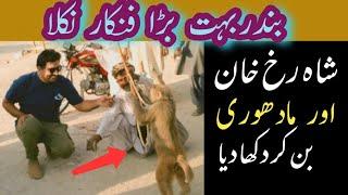 Monkey turned out to be a great artist|Balochistan|Pakistan|Shaukat jam vlogs