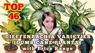 TOP 46 DIEFFENBACHIA VARIETIES (DUMB CANE PLANTS) AND THEIR PRICE RANGE!!!