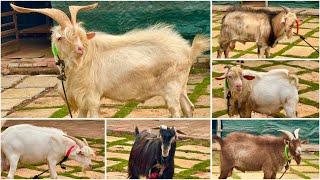 Exotic Breeding Setup Ke Bakre at Razzak & Sinan Goat Ranch,  Bhiwandi