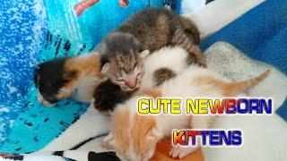 CUTE NEWBORN KITTENS