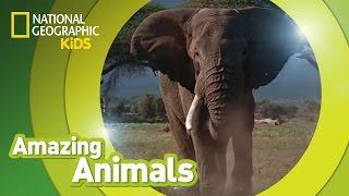 African Elephant  | Amazing Animals