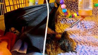 Flying-fox with paralysis syndrome improves:  this is Toomey