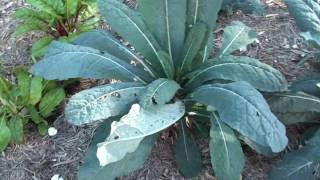 Vegetables 1 Month After Planting - Greg The Gardener