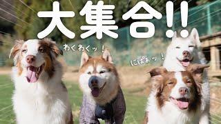 ドッグランで子供みたいにはしゃぐ大きい犬達が可愛すぎる！！【ボーダーコリー・オーストラリアンシェパード・シベリアンハスキー】