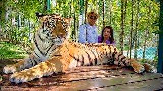 Scary But Exciting! Tiger Park, Big Buddha Phuket! Must Do When Here? Phuket Holiday | Vlog 284