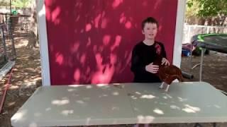 4-H How to: Show Poultry