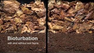 Bioturbation with and without soil fauna