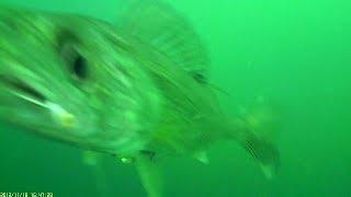 Underwater walleye strikes on worm harness and spoons fishing