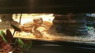 bearded dragon eating crickets