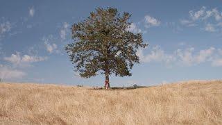 "The Giving Tree" A short film