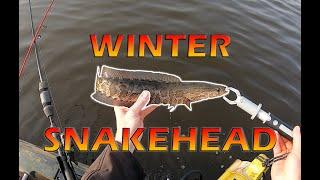 How to Catch WINTER SNAKEHEAD on FLOAT and MINNOW