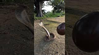 "Watch: Cobra Strikes with Hood Raised, Tries to Pop the Balloon!"