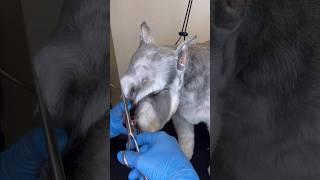 Schnauzer Grooming ️ #schnauzer #grooming #doggroomingtips #haircut