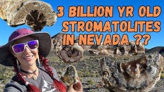 Petrified Wood Stromatolites in Tonopah Nevada