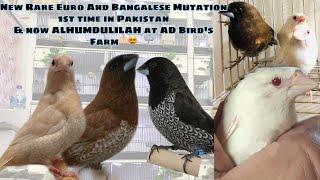 New Rare Finches || Breeding and Birds update || AD Birds Farm || Huzaifa Advani