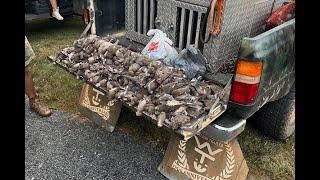 Opening Day Dove Hunt 2024 356 Birds Killed!!!