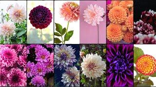 DAHLIA PLANT VARIETIES - Plants Weekly