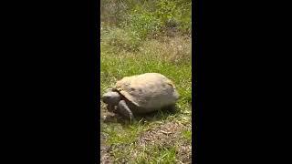 Gopher Tortoise on the Rail Trail