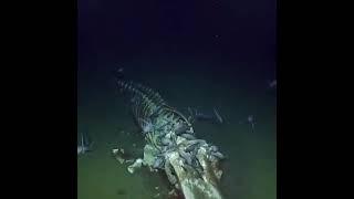 Whale bones, This is Insane the deep water is so fascinating! #shorts