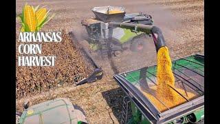 2024 Arkansas Corn Harvest 4K